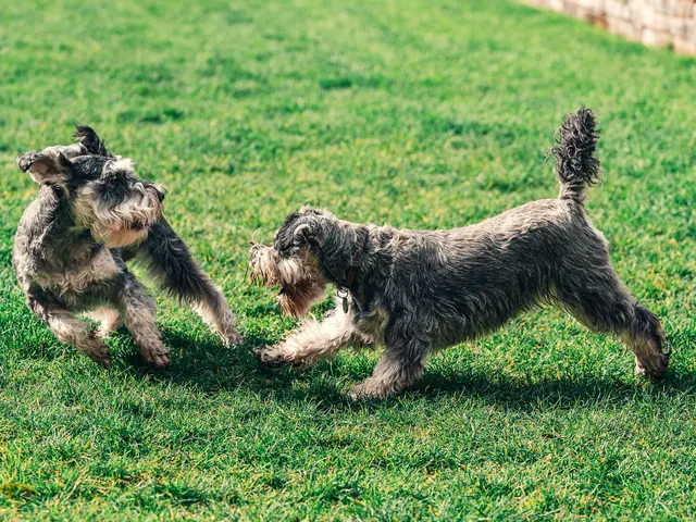 Two schnauzers playing together on a garden lawn