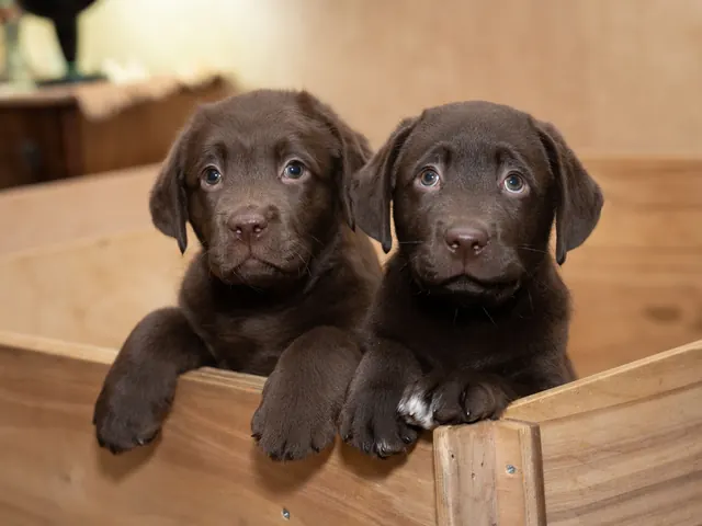 Two chocolate Labrador puppies peeping over the side of a wooden whelping box