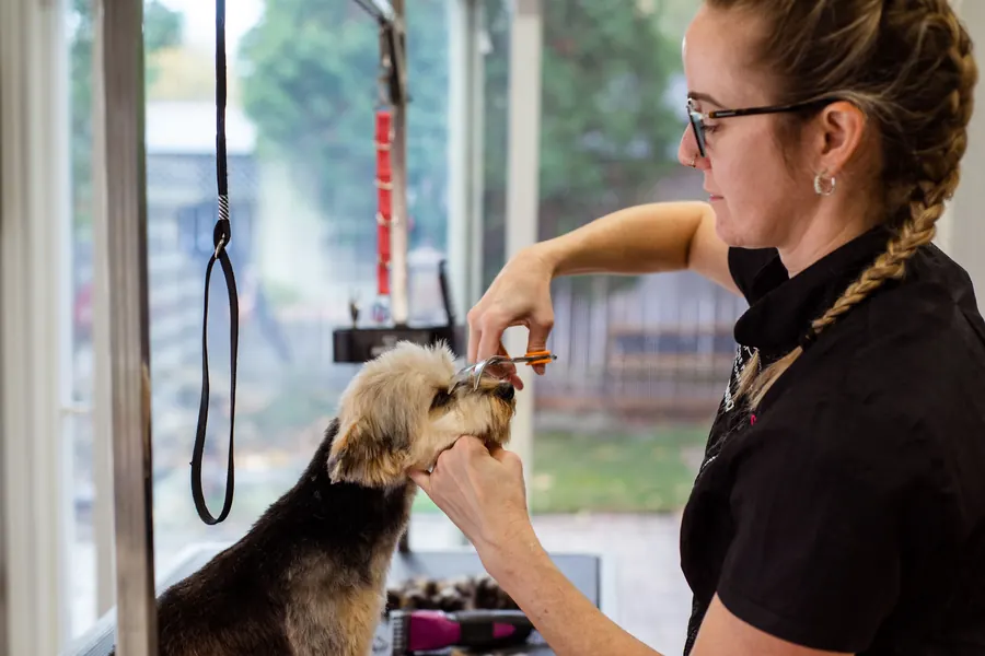 A dog groomer trimming a Yorkshire terrier's fur with scissors in a bright grooming salon