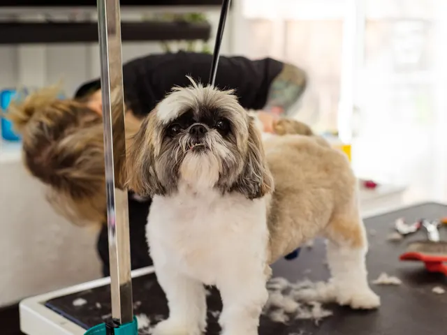 A Shih Tzu standing on a grooming table after a fresh trim at a dog grooming salon