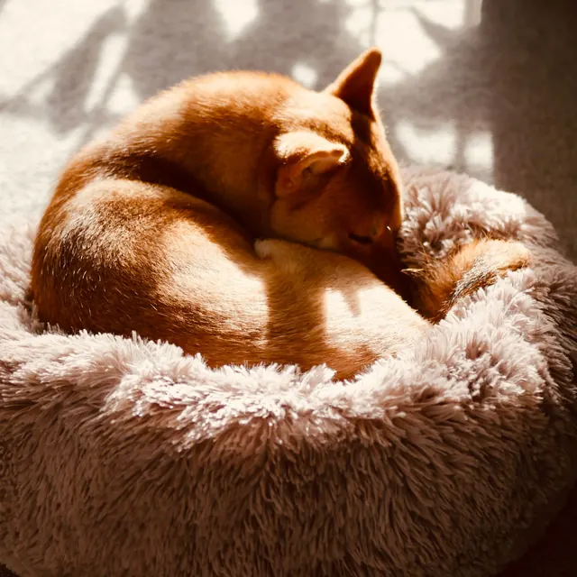 A small dog curled up asleep in a fluffy round bed in the sun
