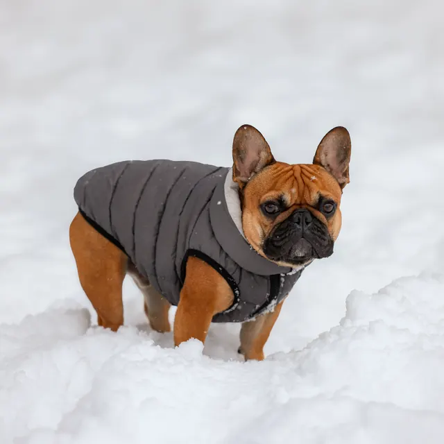 A French bulldog in a padded coat standing in snow