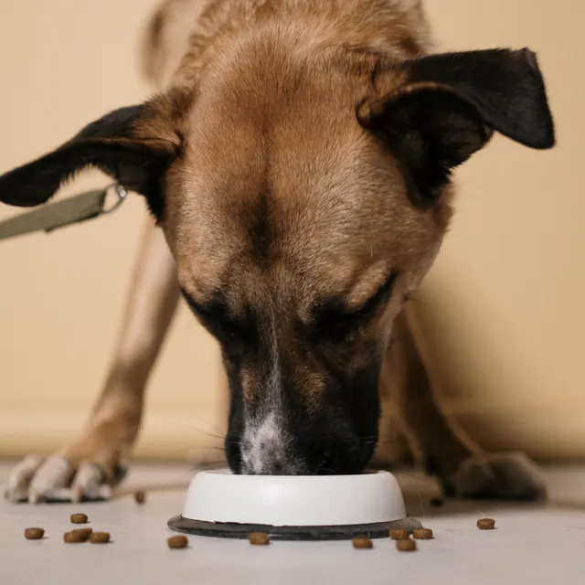 A dog eating kibble from a white bowl on a wooden floor