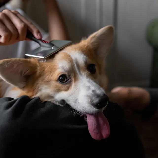 A corgi being brushed, tongue out, on its owner's lap