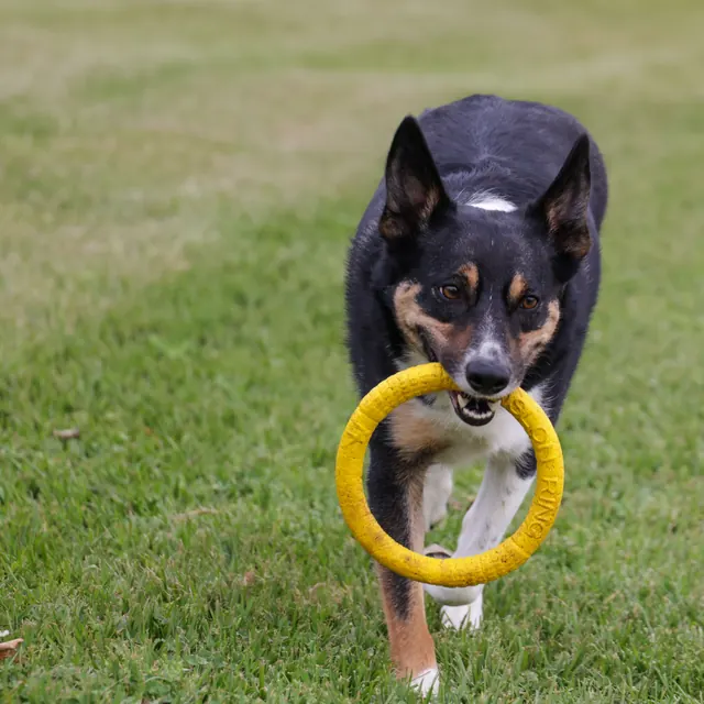 A dog running across grass with a yellow ring toy in its mouth