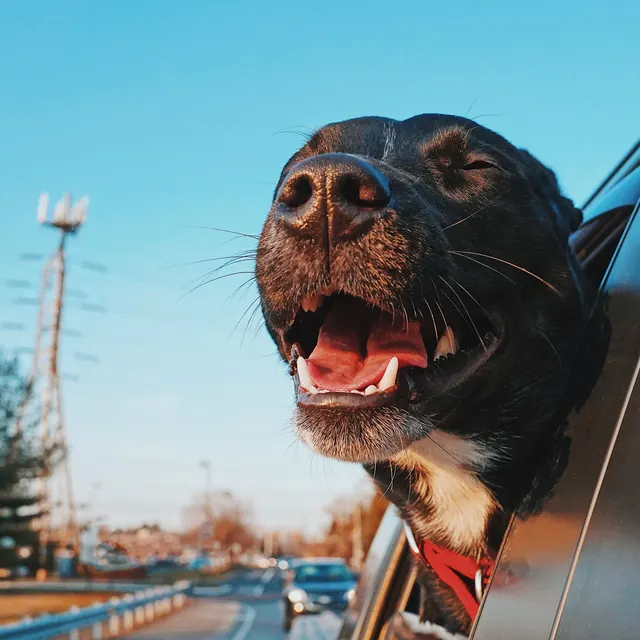 A happy dog with its head out of a car window