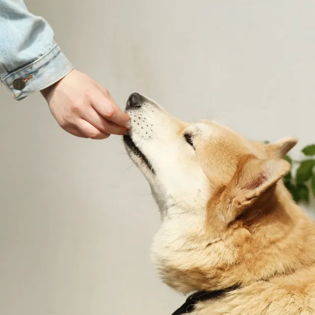 A hand giving a treat to a fluffy dog