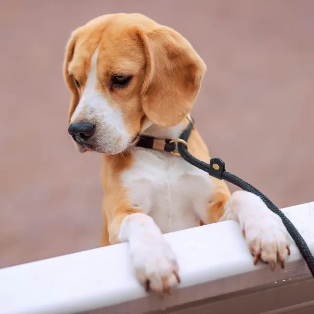 A beagle on a lead, paws up on a white wall