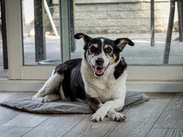 A smiling black and white dog relaxing on a cushion at home by a sunny glass door