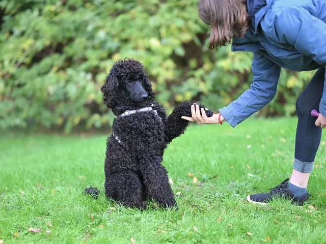 A black poodle giving its paw to its trainer on a grassy field