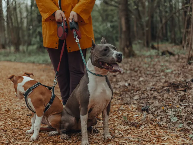 Two dogs on leads walking with their owner through autumn leaves in a park
